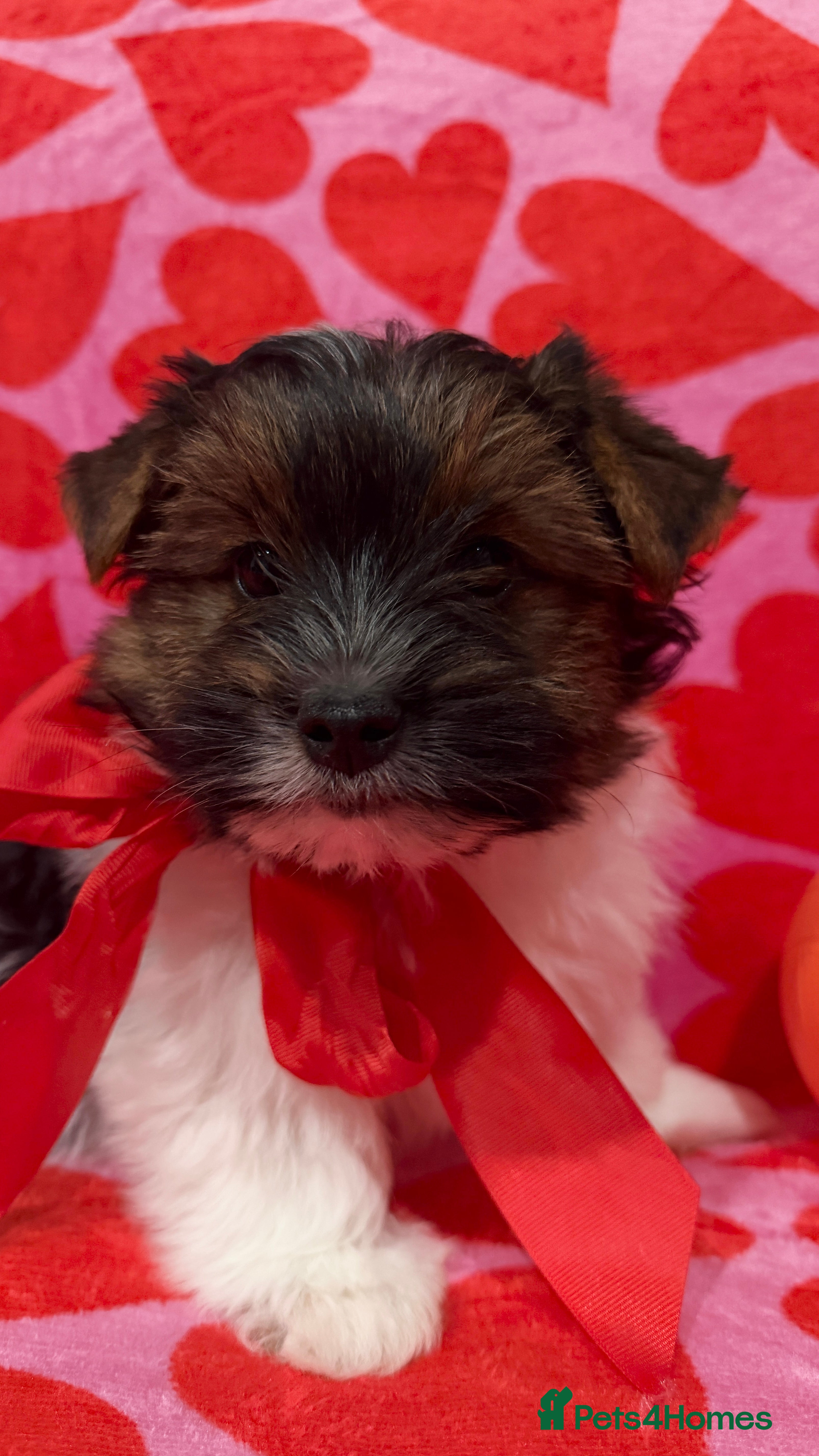 Biewer Terrier dogs Beautiful boys Biewer ready now reduced price - Advert 1