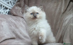 Ragdoll cats for sale: GCCF PET/ACTIVE KITTENS CHAMPION IMP BLOODLINES - Image 26