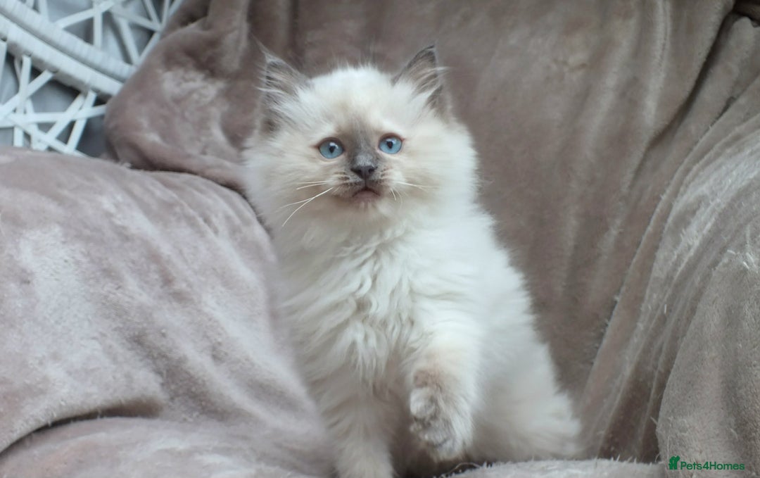 Ragdoll cats for sale: GCCF PET/ACTIVE KITTENS CHAMPION IMP BLOODLINES - Image 26
