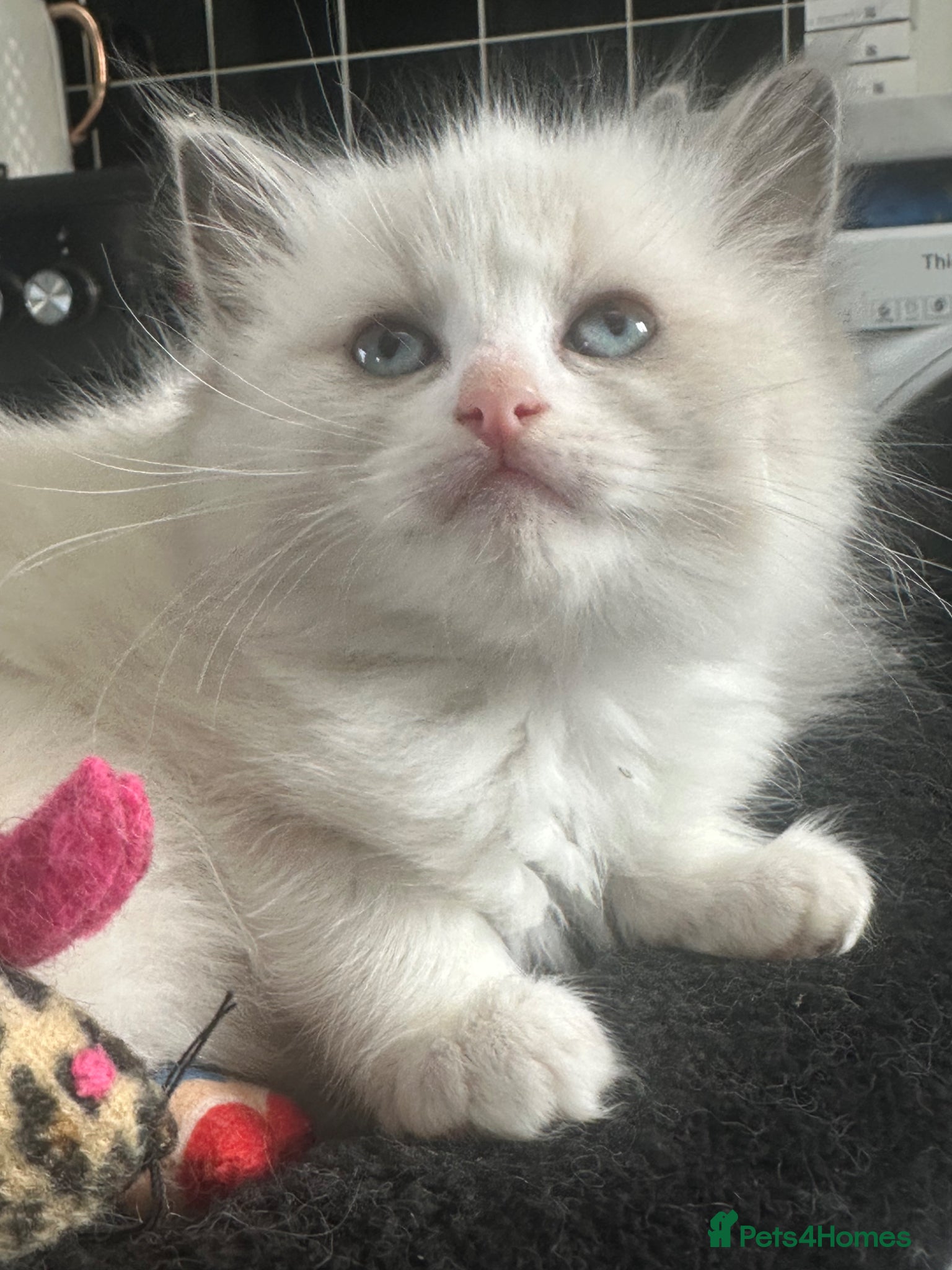 Ragdoll cats Ready now!!! Stunning ragdoll kittens - Advert 1