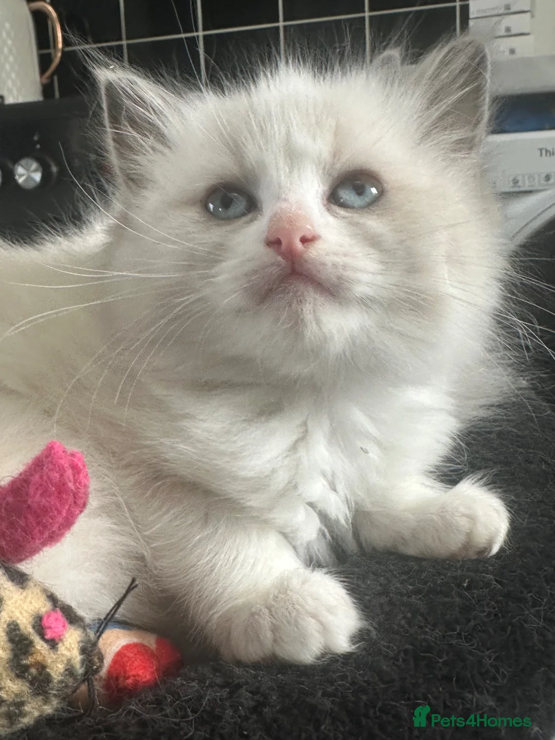 Ragdoll cats for sale: Ready now!!! Stunning ragdoll kittens - Advert 1