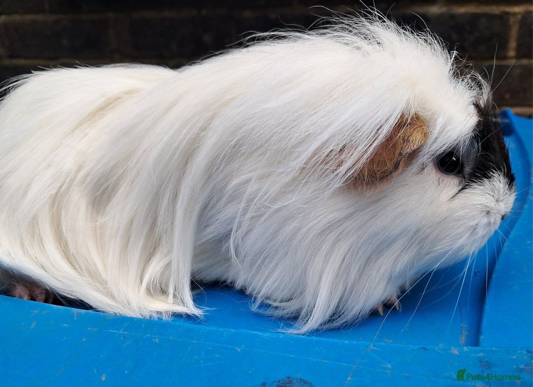 Guinea Pig rodents for sale: Adult female guinea pigs for sale  - Image 6