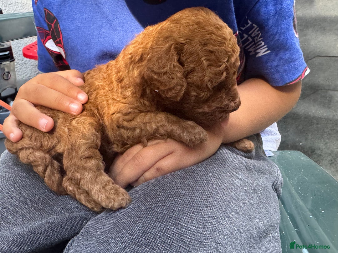 Toy Poodle dogs for sale: Deep red extra Tiny toy poodle KC registered puppy - Image 4