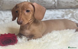 Miniature Dachshund dogs for sale: Kc reg min  Dachshund babies  - Image 12