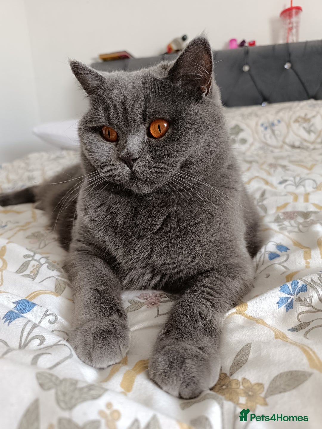 British Shorthair cats for sale: Looking rehomed my princess...  - Advert 7