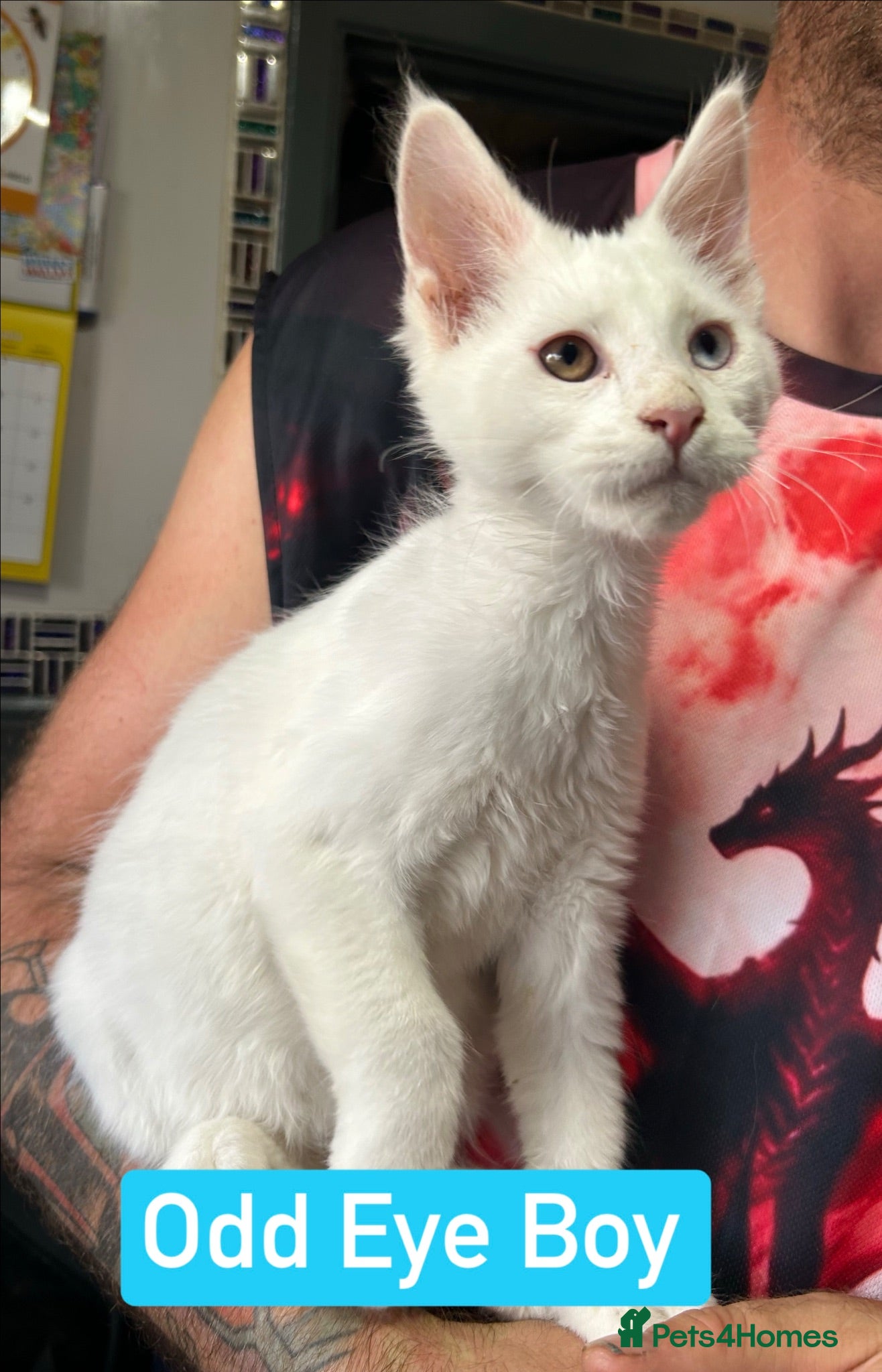 Maine Coon cats TICA Maine Coon Kittens Ready NOW.  - Advert 1