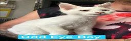 Maine Coon cats for sale: TICA Maine Coon Kittens Ready NOW.  - Advert 2