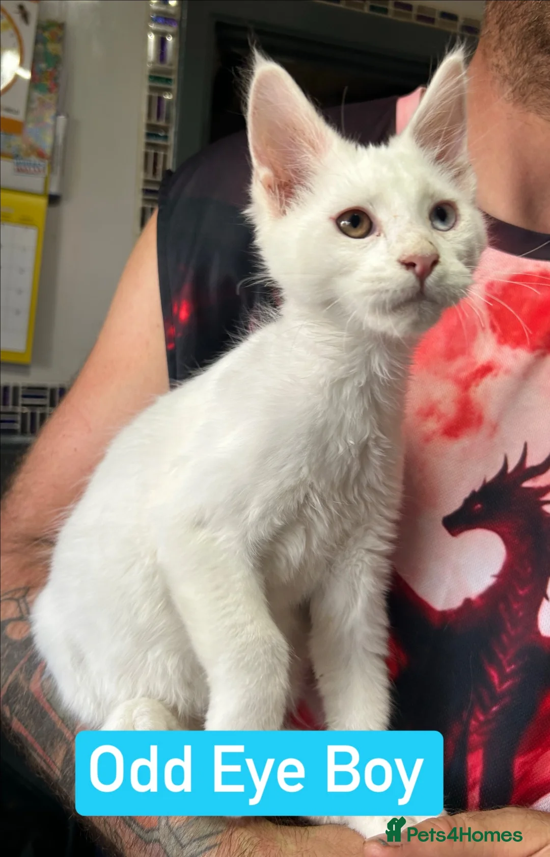 Maine Coon cats for sale: TICA Maine Coon Kittens Ready NOW.  - Advert 2