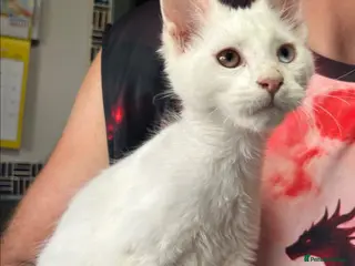 Maine Coon cats TICA Maine Coon Kittens Ready NOW. - Advert 1