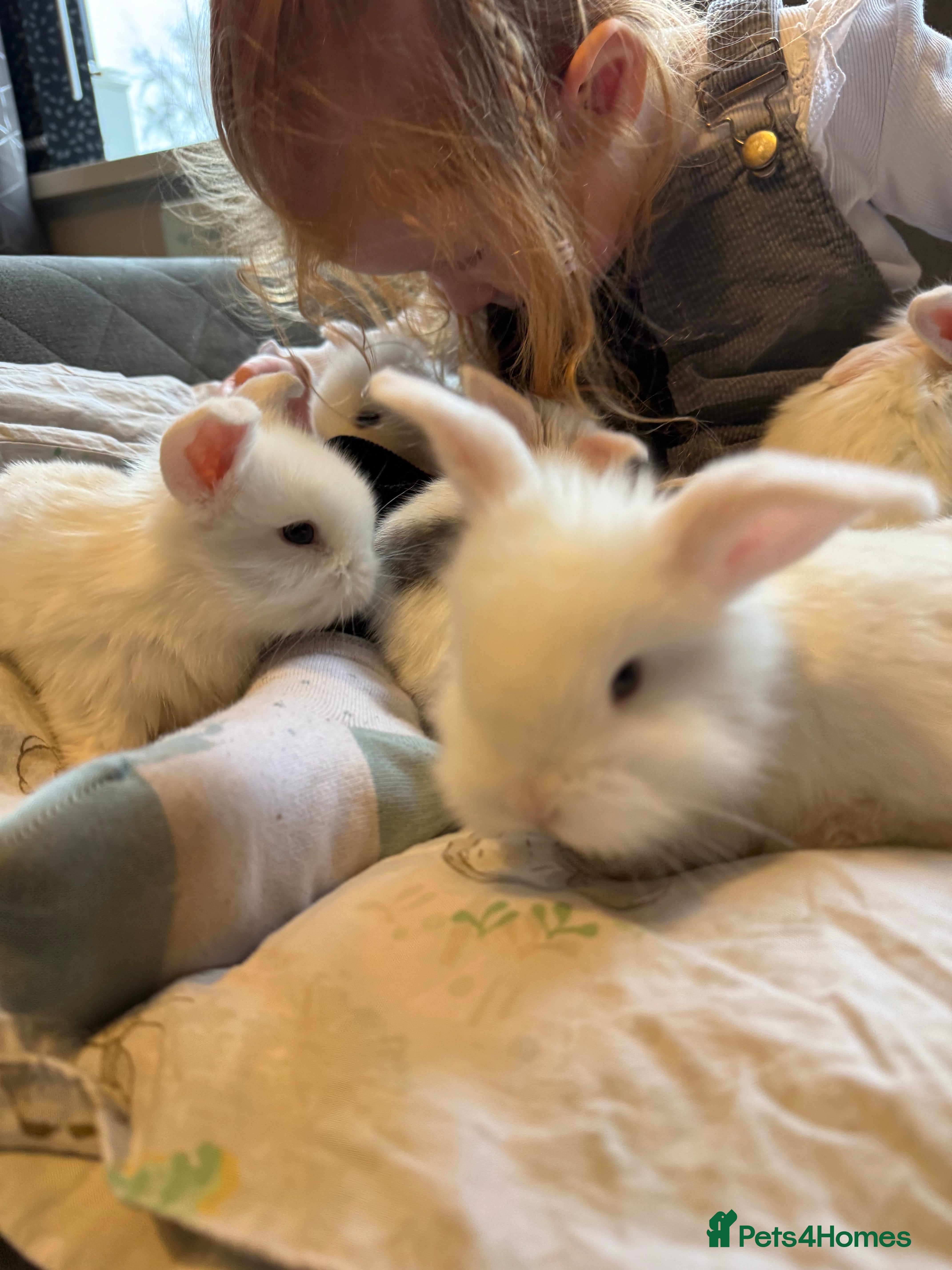 Mixed Breed rabbits Gorgeous Baby Mini Lion Lops - Advert 13