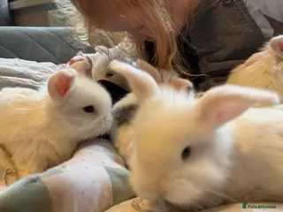 Mixed Breed rabbits Gorgeous Baby Mini Lion Lops - Advert 13