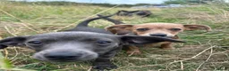 Dachshund dogs for sale: Gorgeous Dachshunds puppies  - Advert 12