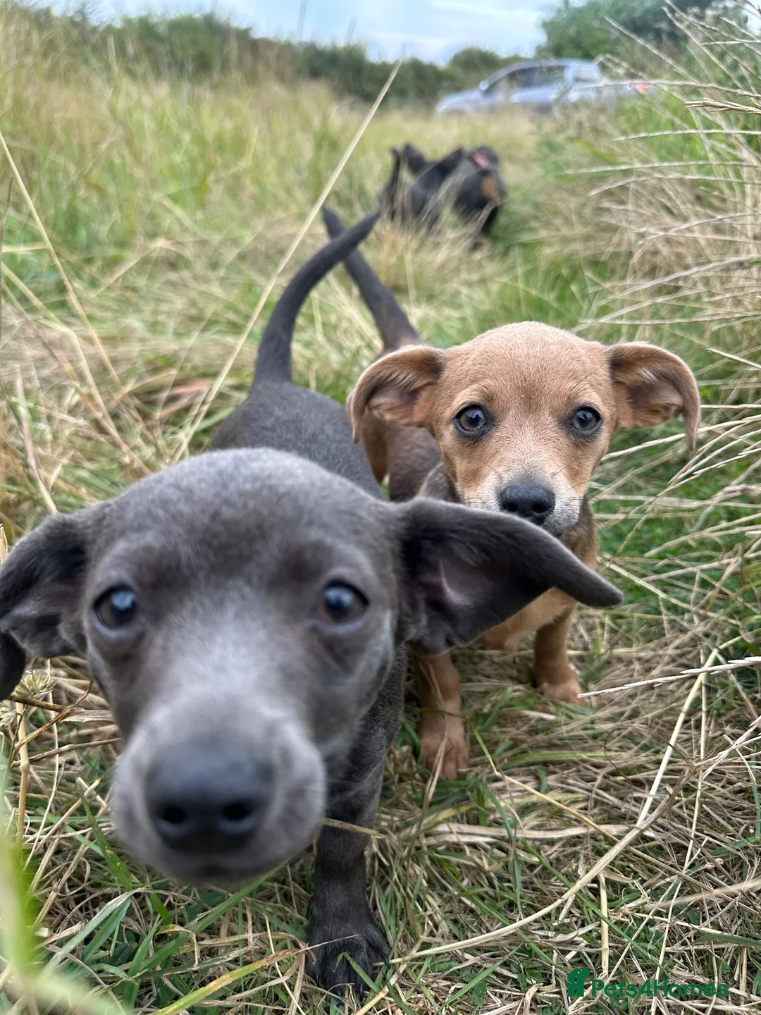 Dachshund dogs for sale: Gorgeous Dachshunds puppies  - Advert 12