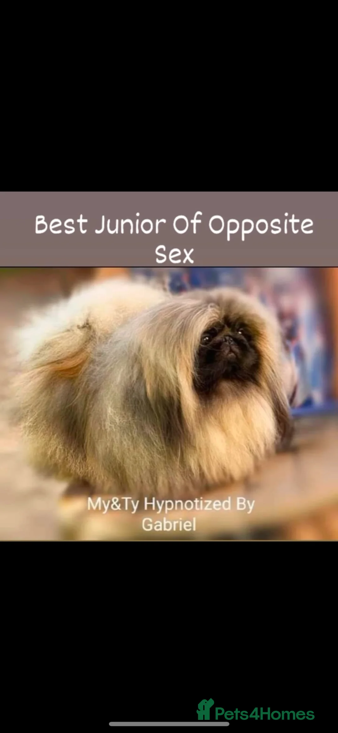 Pekingese dogs for stud: Stunning Pekingese STUD  - Advert 2
