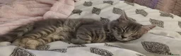 Maine Coon cats for sale: Maincoon kittens two female 2 male  in Bridgend - Advert 12