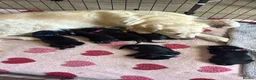 Mixed Breed dogs for sale: Beautiful golden retriever cross puppies  - Advert 11