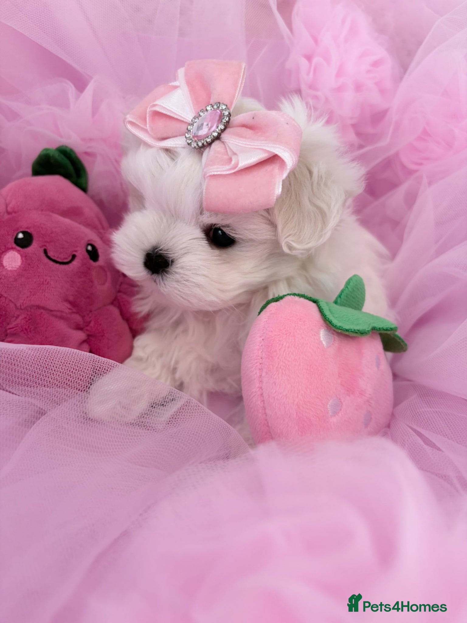 Maltese dogs 💗Gorgeous Korean baby girl 💗 - Advert 4
