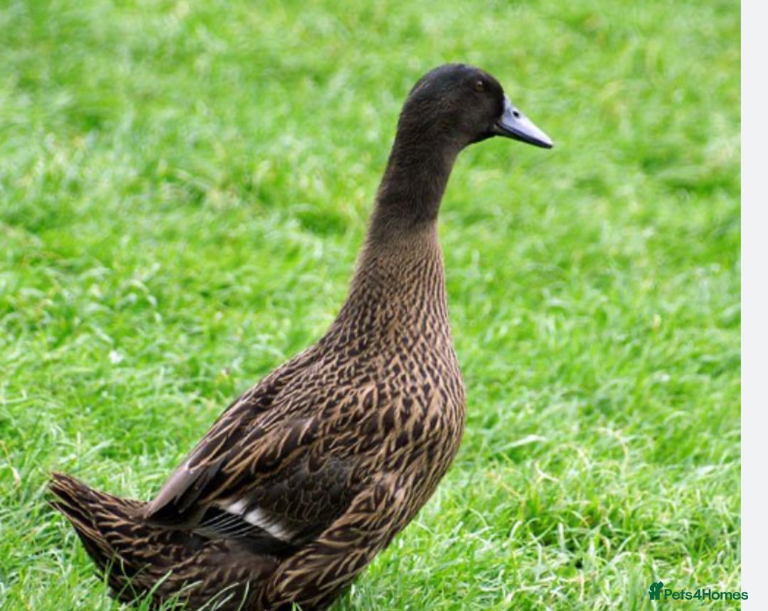 Ducks poultry for sale: female ducks  - Image 1