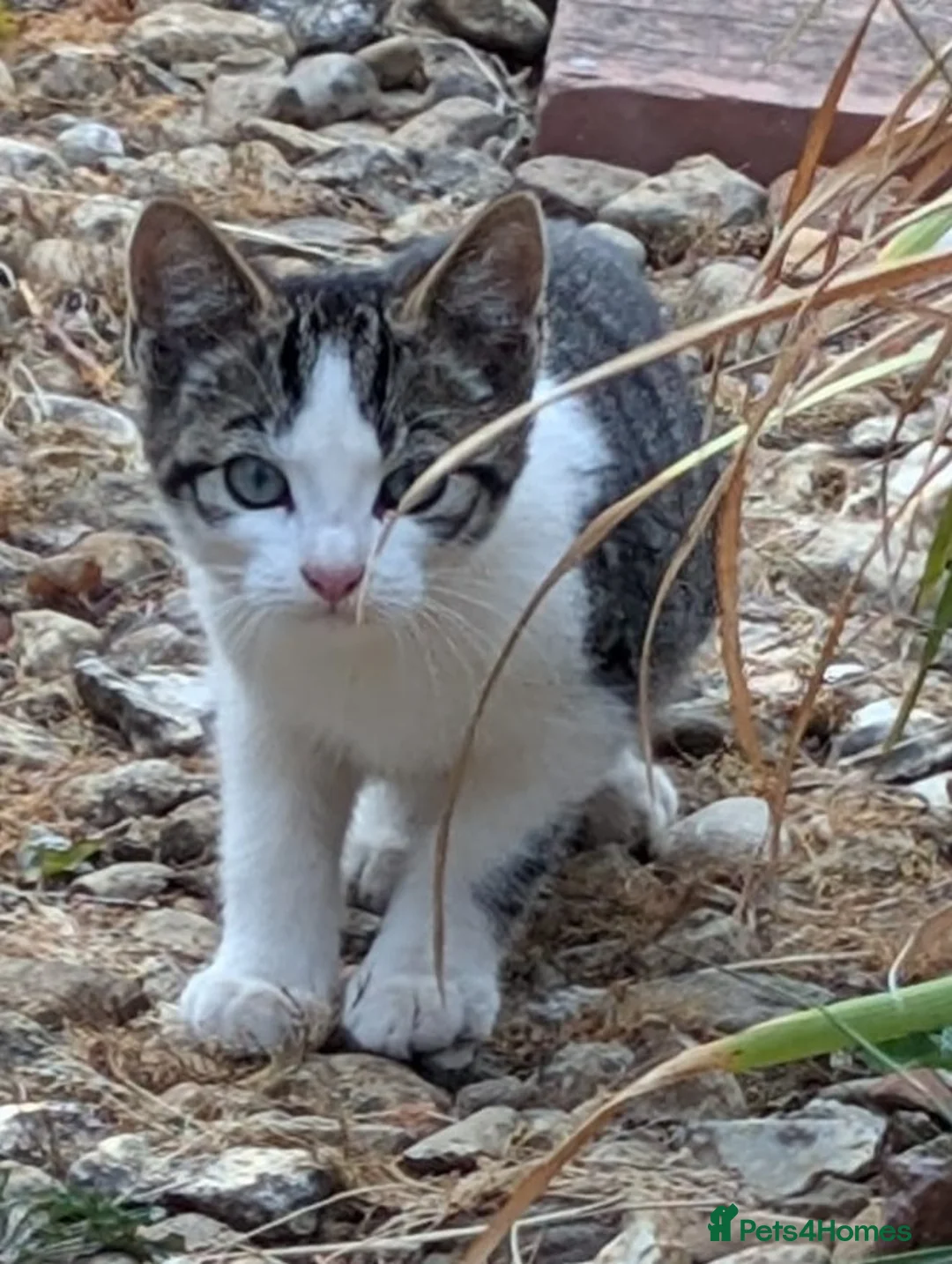 Mixed Breed cats for sale: Seven Shorthaired Kittens – Girls & Boys in Lutterworth - Advert 2