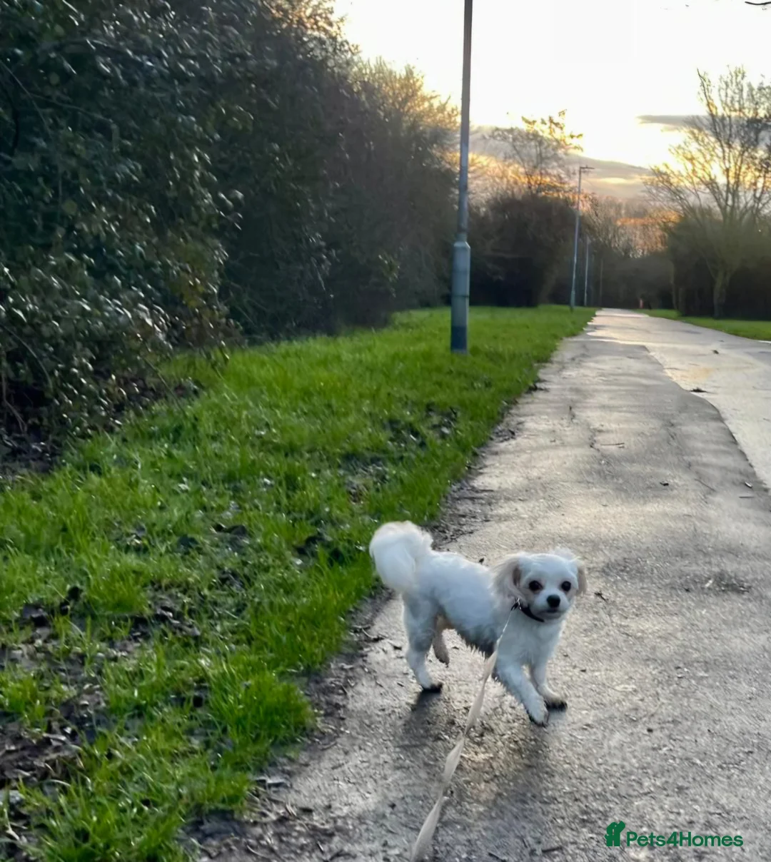 Maltese dogs for sale: Adorable 3.5 years old girl  - Advert 6