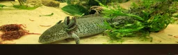 Axolotl reptiles for sale: Axolotls - 2 males and full tank set up in Kilmarnock - Advert 16