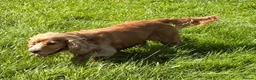 Cocker Spaniel dogs for sale: 🏆 Award Winning 🏆 - Advert 20