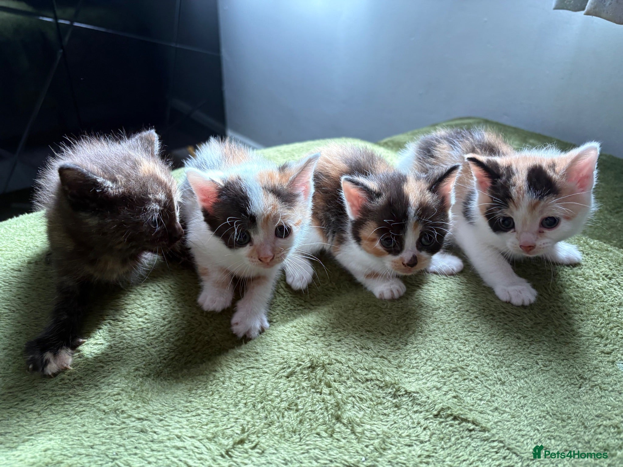 Aegean cats Aegeans kittens are looking for forever home ❤️ - Advert 13