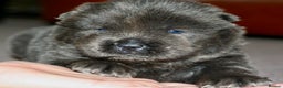 Chow Chow dogs for sale: Chow chow puppies ready to go 20th jan - Advert 6
