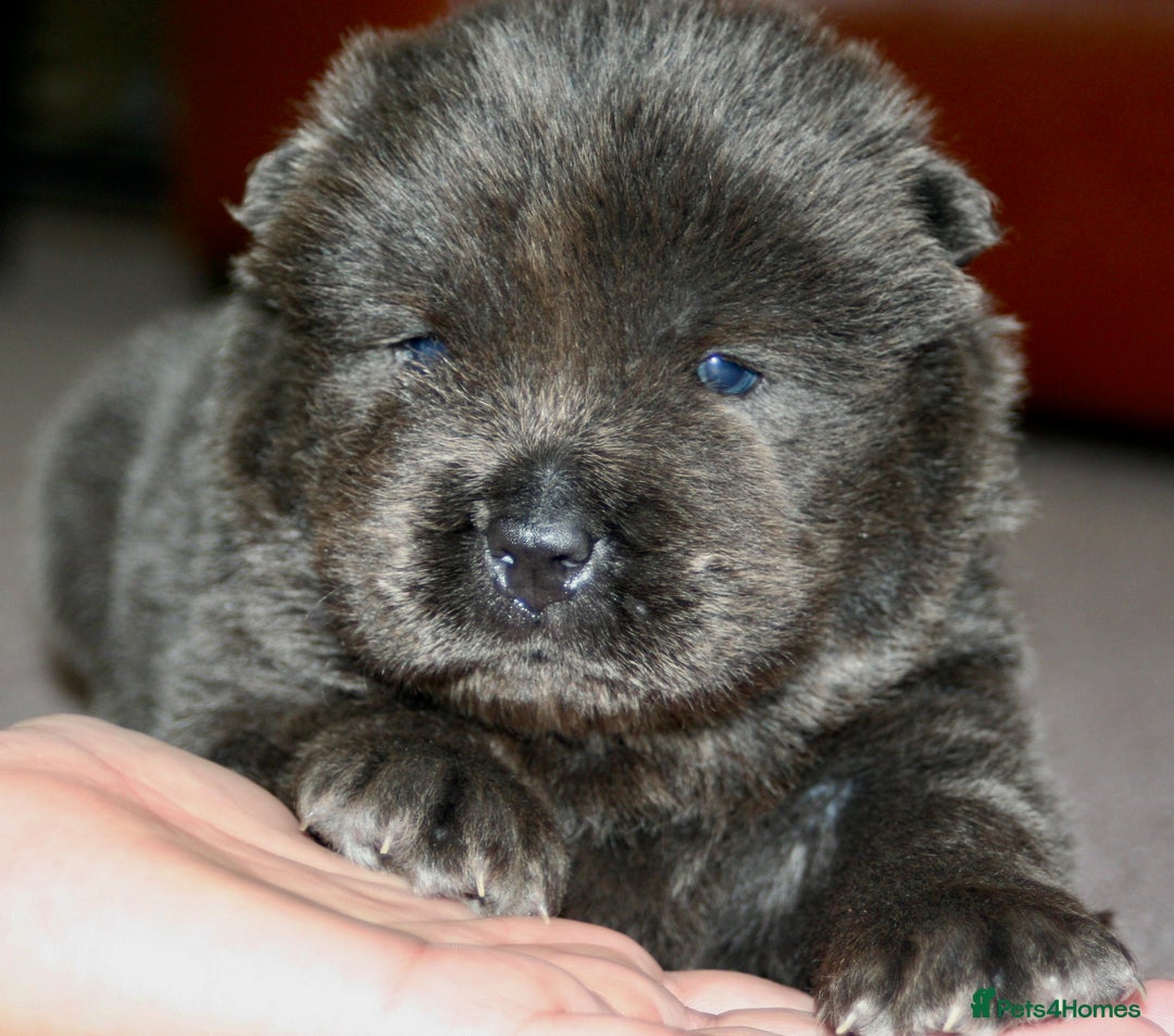 Chow Chow dogs for sale: Chow chow puppies ready to go 20th jan - Advert 6