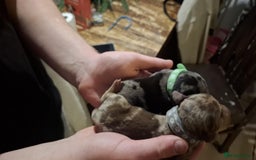 Dachshund dogs for sale: Daushund puppies  - Advert 3