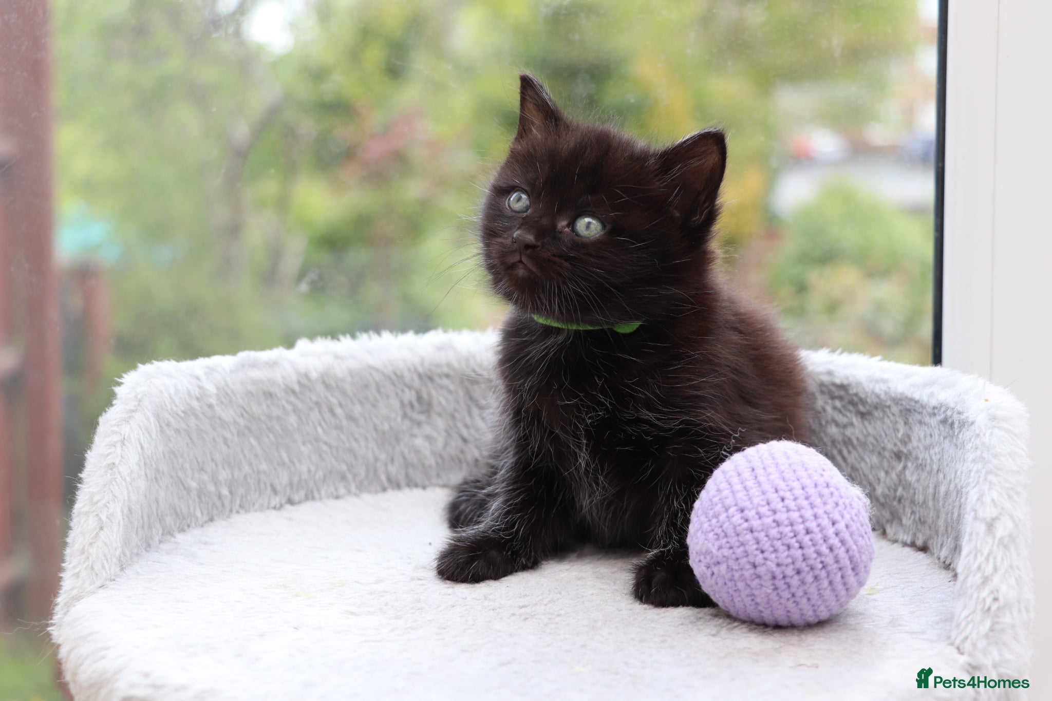 Domestic Shorthair cats Beautiful Kittens Ready SOON - Advert 7