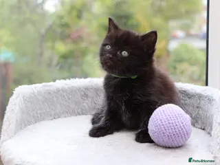 Domestic Shorthair cats Beautiful Kittens Ready SOON - Advert 7