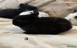 Netherland Dwarf rabbits for sale: 6 Adorable Netherland Dwarf Bunnies  - Image 6