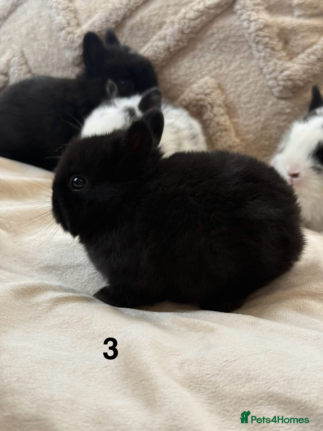 Netherland Dwarf rabbits for sale: 6 Adorable Netherland Dwarf Bunnies  - Image 6