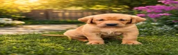 Labrador Retriever dogs for sale: Exceptional Labrador puppies  - Advert 18