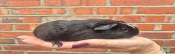 Guinea Pig rodents for sale: Various age piggies for sale - Advert 12