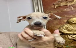 Italian Greyhound dogs for sale: Stunning Pedigree Italian Greyhounds Cream & Fawn  - Image 10
