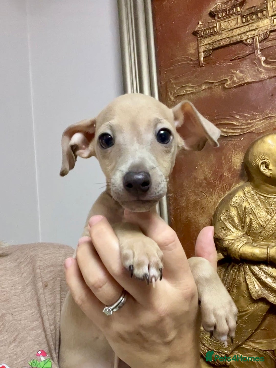 Italian Greyhound dogs for sale: Stunning Pedigree Italian Greyhounds Cream & Fawn  - Image 10