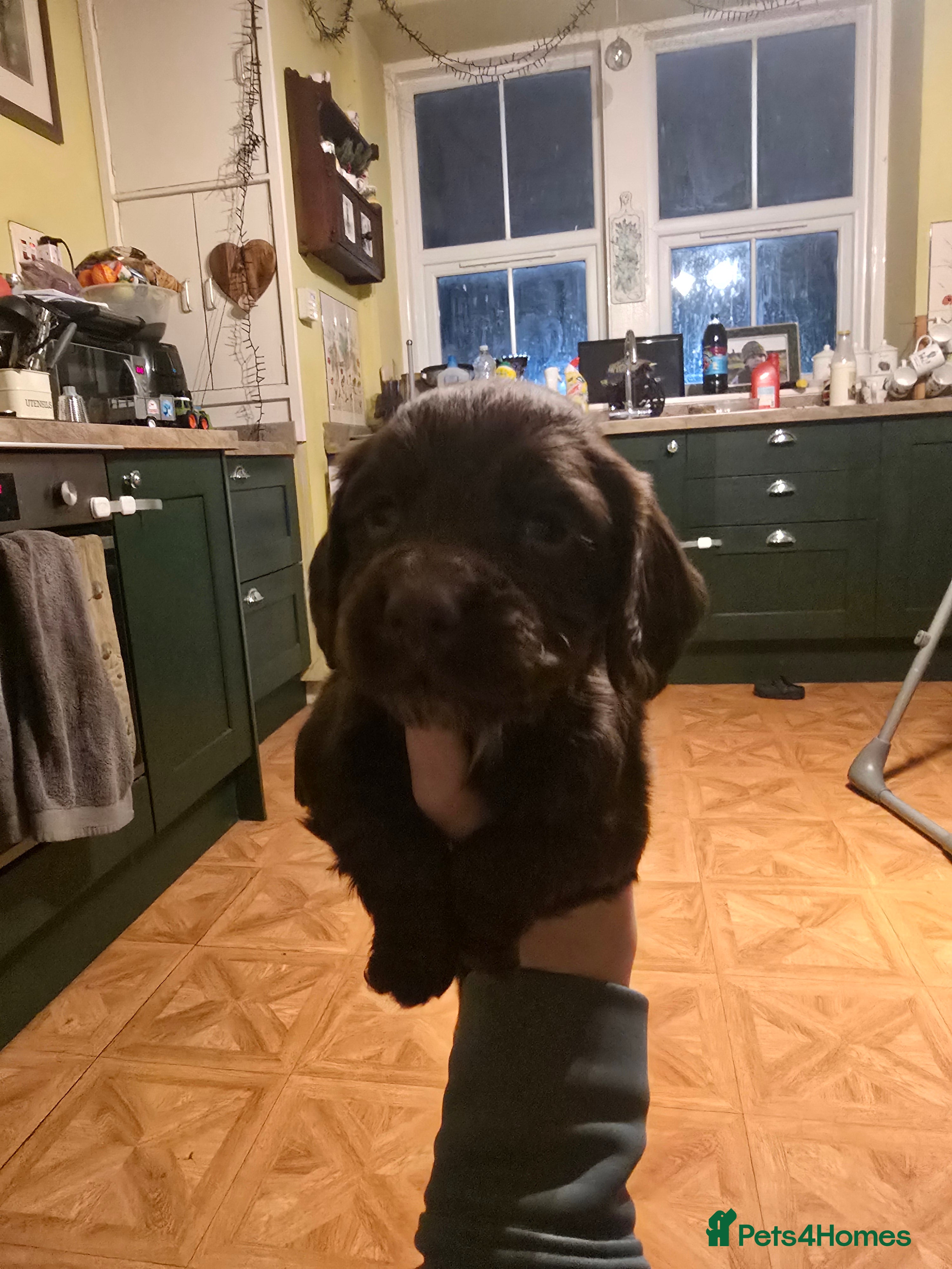 Cocker Spaniel dogs for sale: KC Working Cocker spaniel puppies - Advert 2