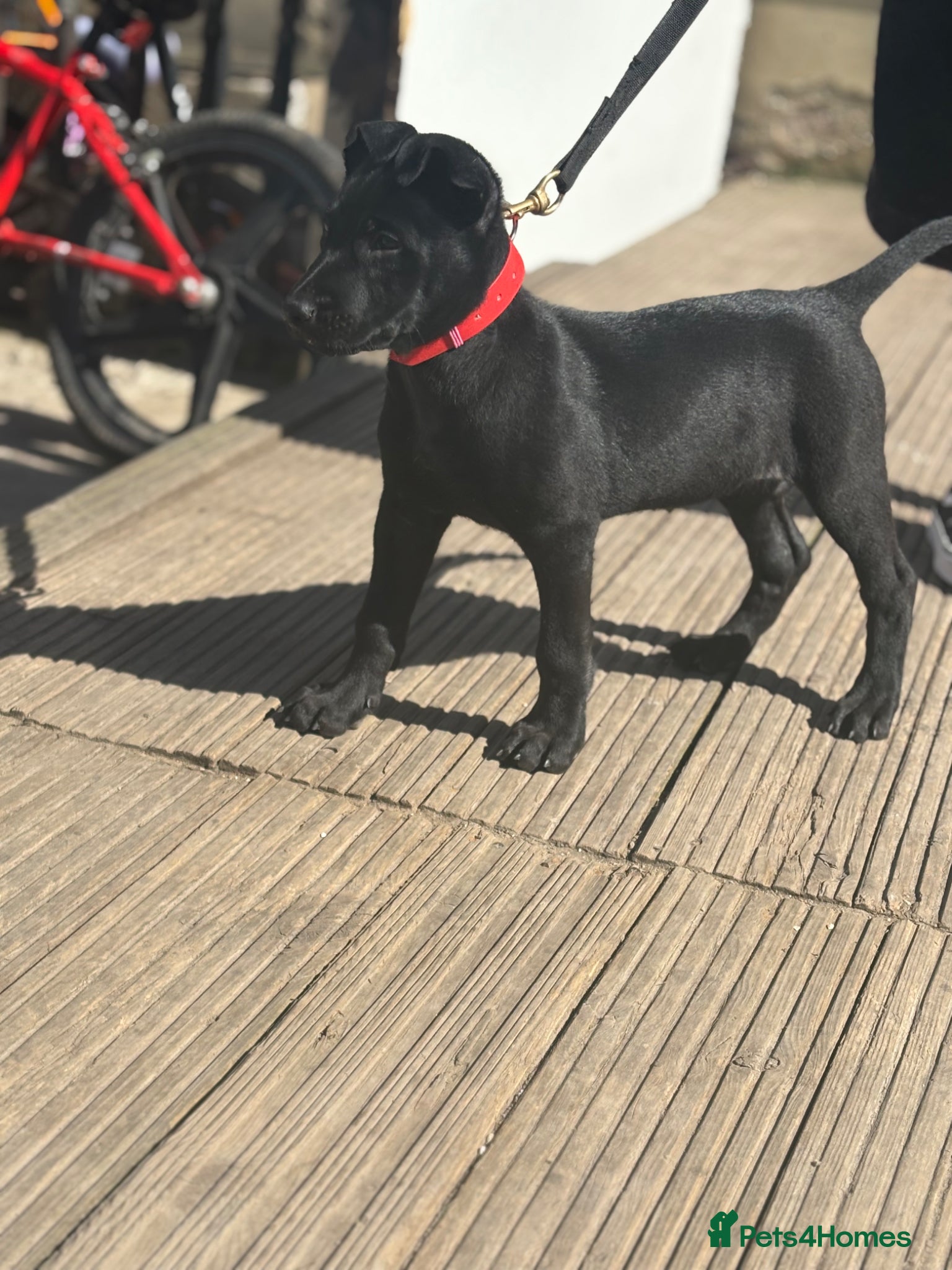 Mixed Breed dogs Female Mali x Gsd  - Advert 1