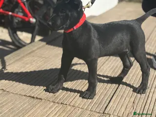 Mixed Breed dogs Female Mali x Gsd - Advert 1