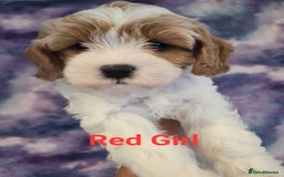Mixed Breed dogs for sale: Gorgeous Cavapoochon Puppies - Image 14
