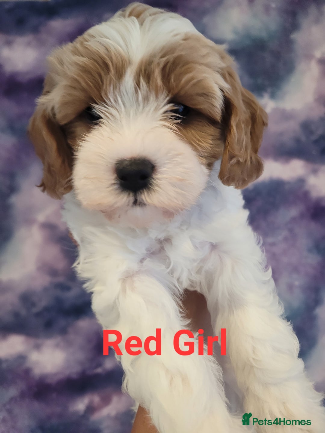 Mixed Breed dogs for sale: Gorgeous Cavapoochon Puppies - Image 14