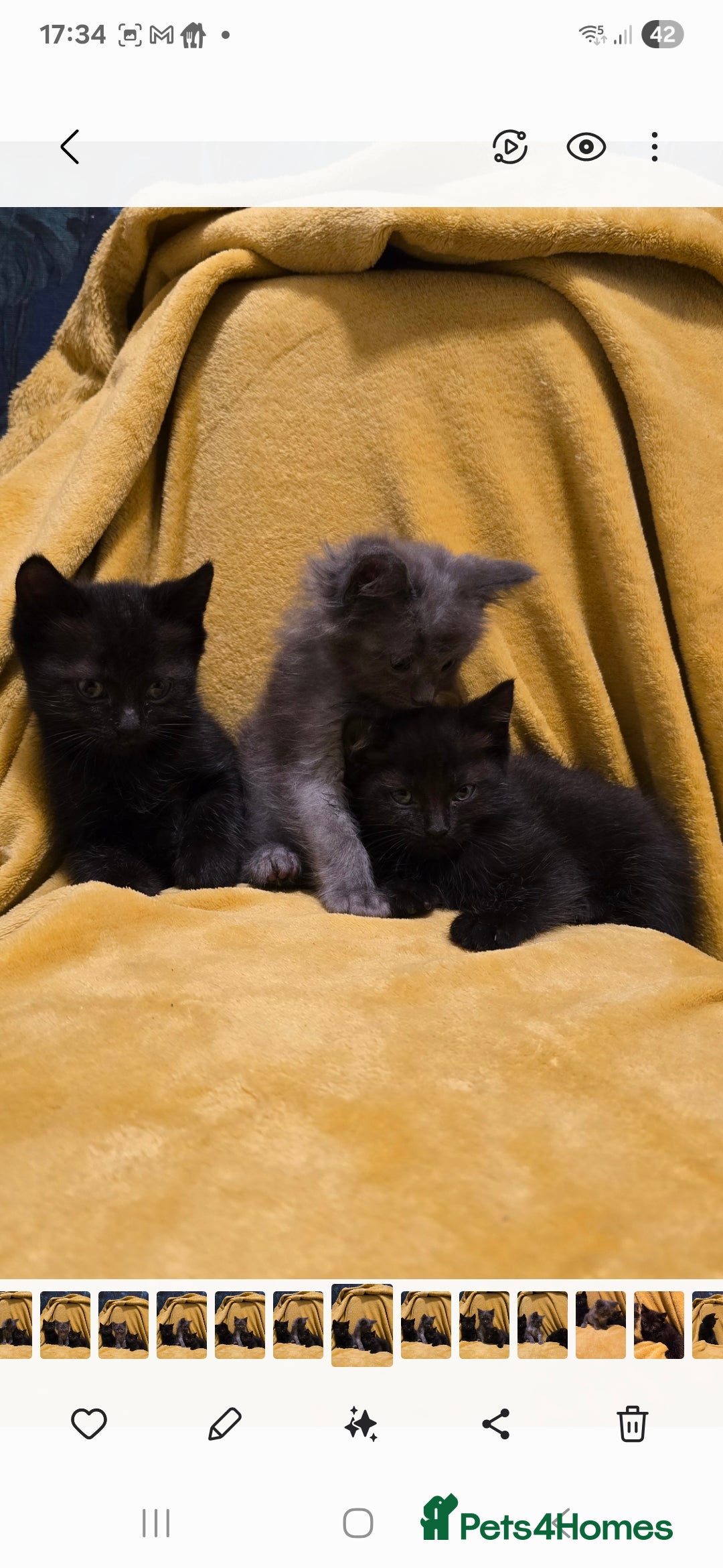 Mixed Breed cats for sale: Beautiful half ragdoll kittens - Image 8