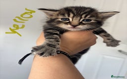 Maine Coon cats for sale: 1/4 mainecoon - Image 7