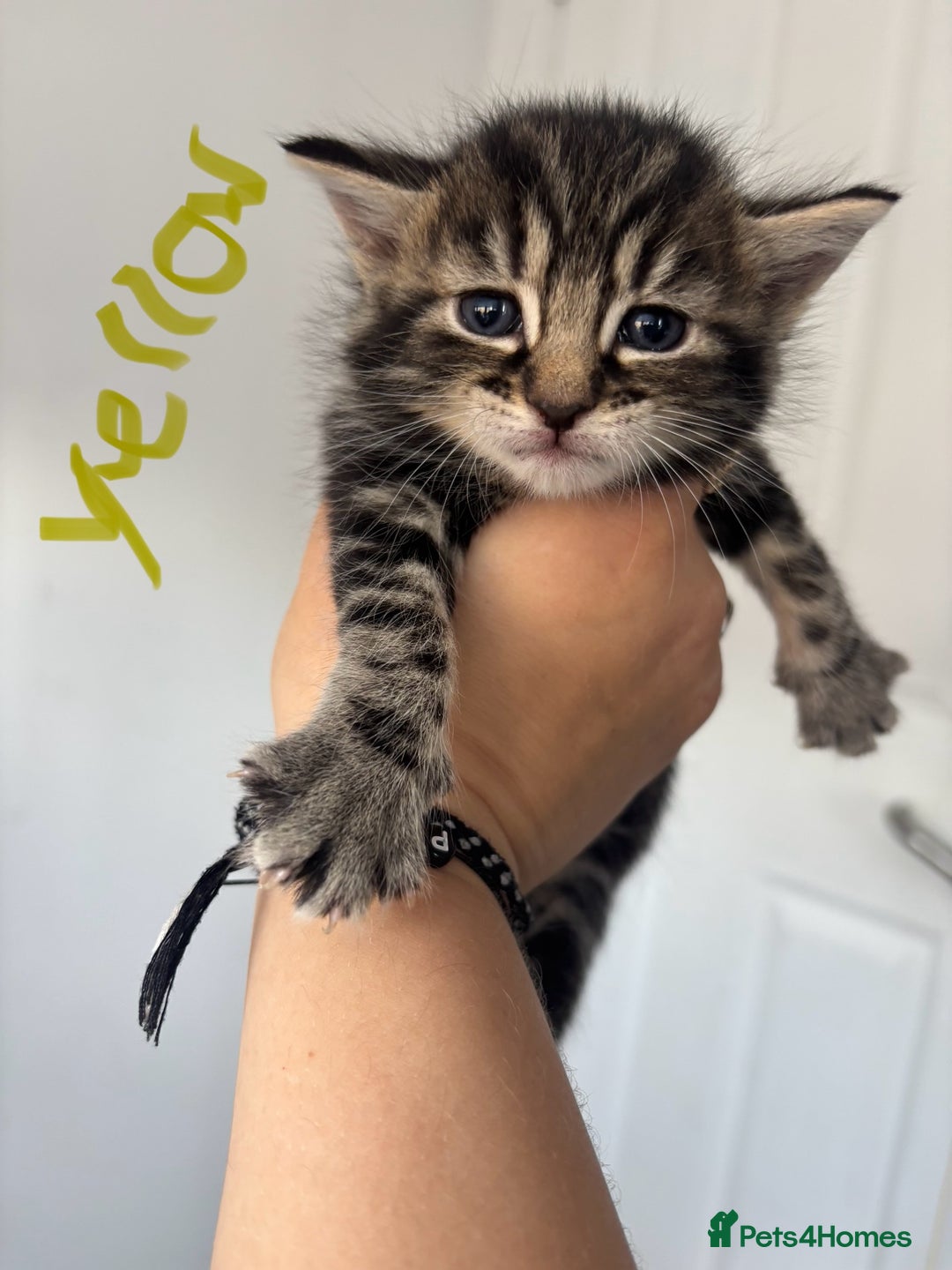 Maine Coon cats for sale: 1/4 mainecoon - Image 7