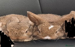 Mini Lop rabbits for sale: 2 Pure bred Mini Lop Rabbits *FOR SALE* 🥰 - Image 11