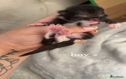 Bombay cats for sale: 3 male 1 female bombay x kittens  - Image 2