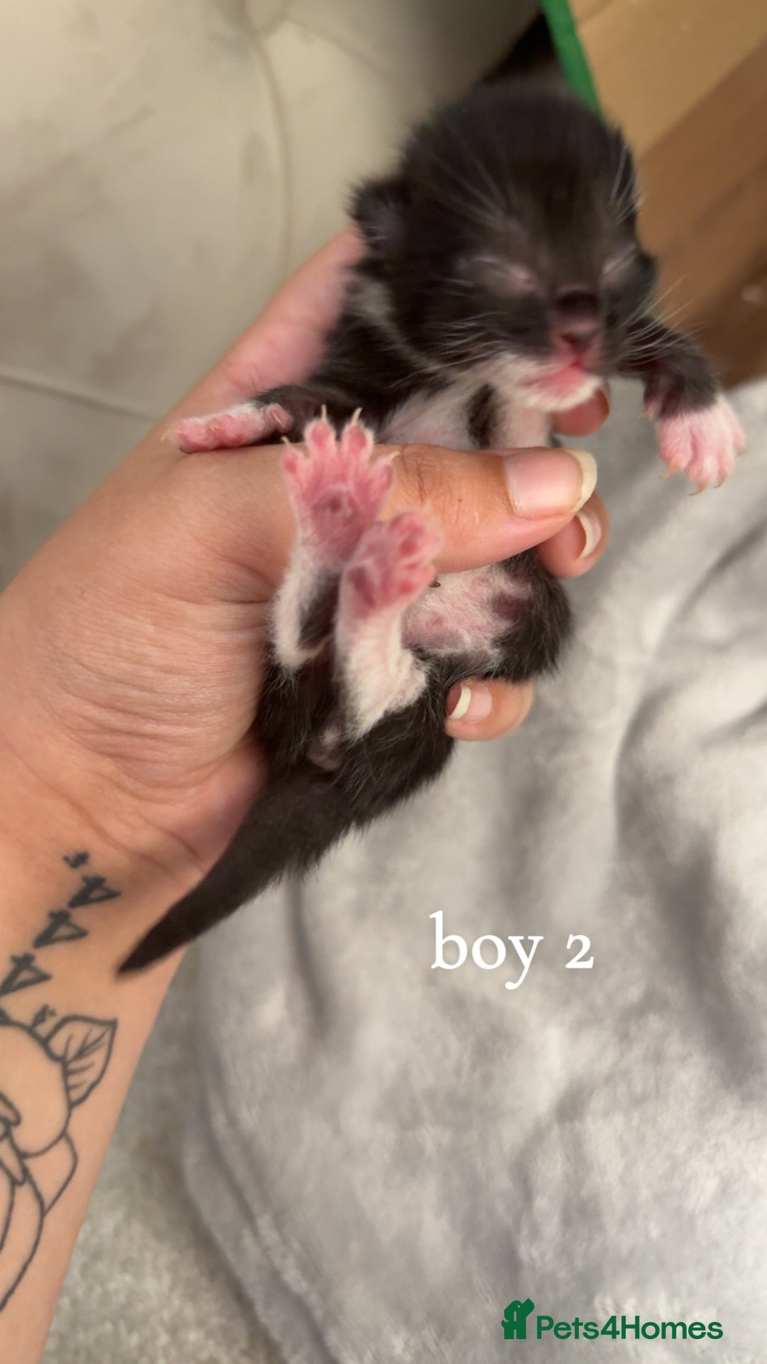 Bombay cats for sale: 3 male 1 female bombay x kittens  - Image 2