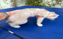 Keetso cats for sale: Gob smacking curled eared polydactyl male  - Image 25